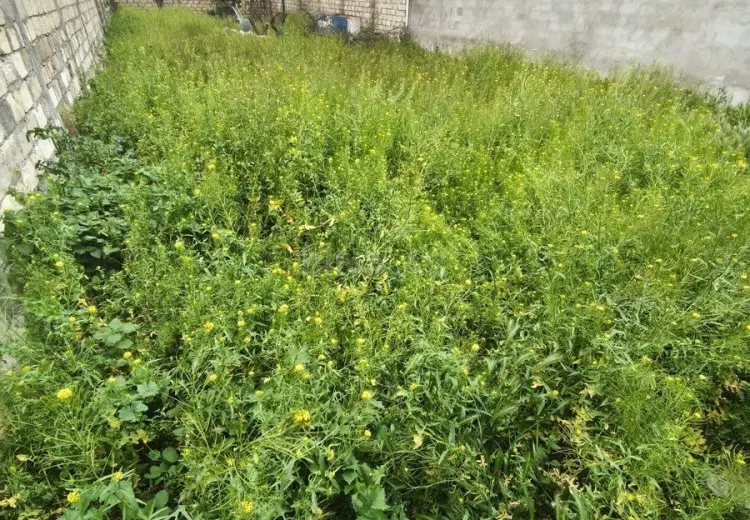 3.5 sot Torpaq Satılır, Sumqayıt