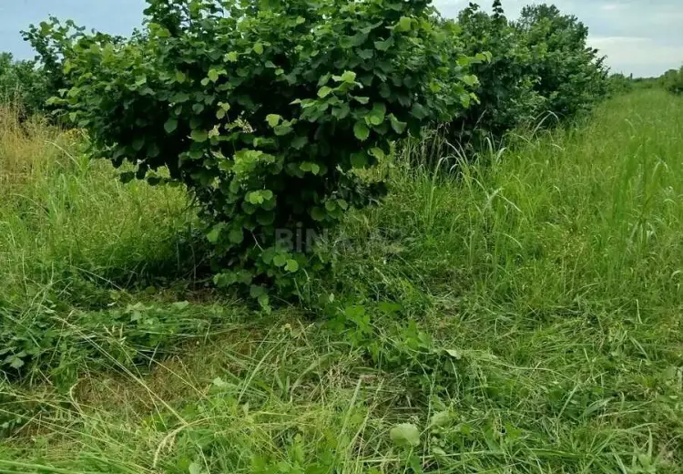 100 sot Torpaq Satılır, Xaçmaz