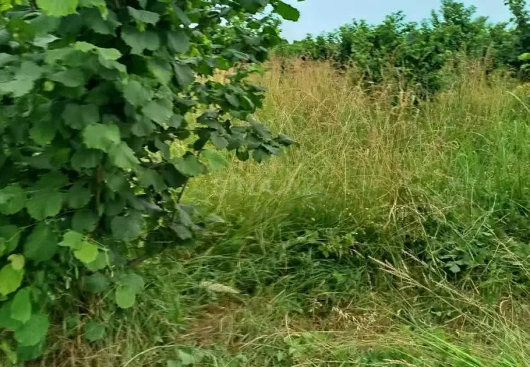100 sot Torpaq Satılır, Xaçmaz