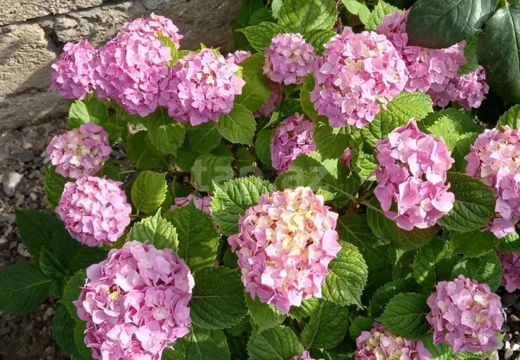 4 otaqlı mənzil , Xaçmaz