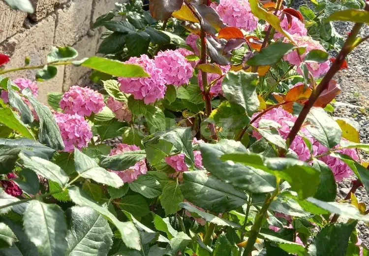 4 otaqlı mənzil , Xaçmaz