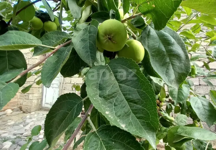 4 otaqlı mənzil , Xaçmaz
