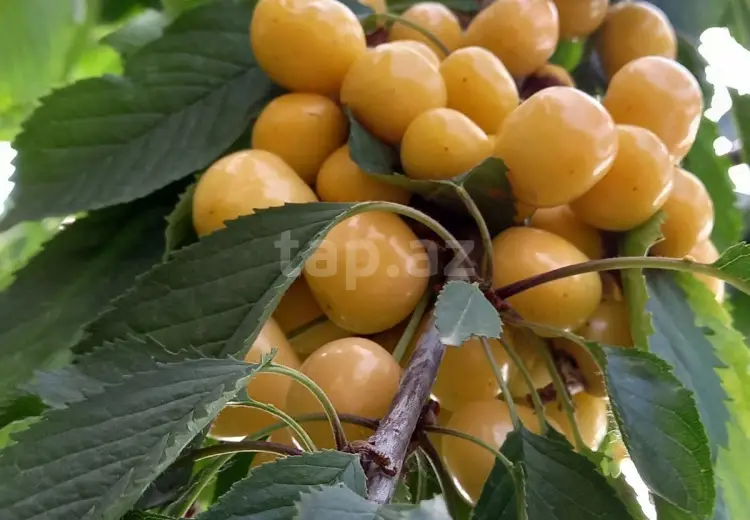 4 otaqlı mənzil , Xaçmaz