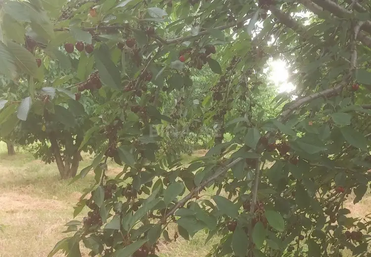 6 sot Torpaq Satılır, Quba