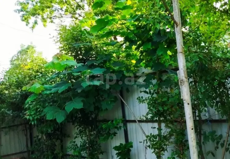 2 otaqlı mənzil Kirayə (günlük), Lerik