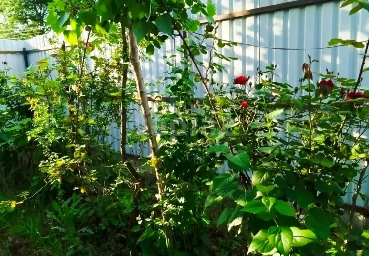2 otaqlı mənzil Kirayə (günlük), Lerik