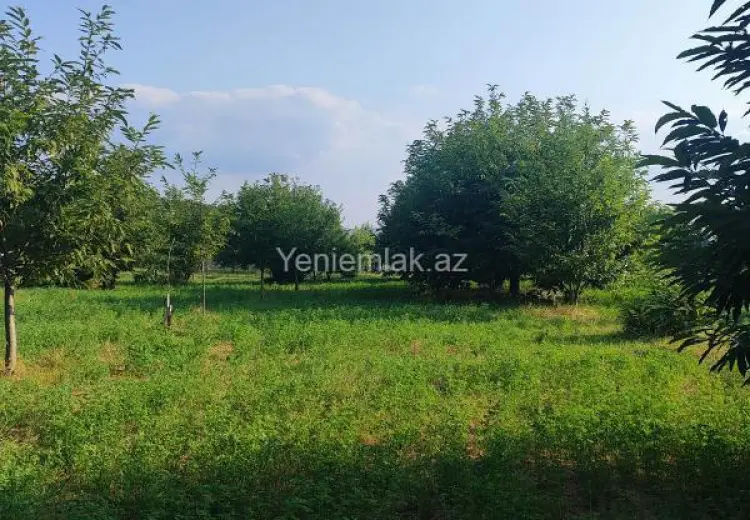 60 sot Torpaq Satılır, Qəbələ