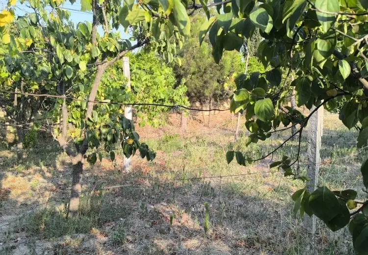 2 sot Torpaq Satılır, Goradil, Abşeron