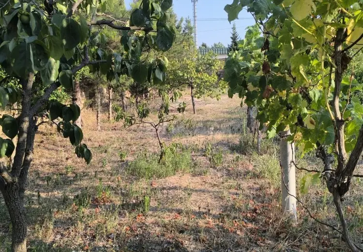 2 sot Torpaq Satılır, Goradil, Abşeron