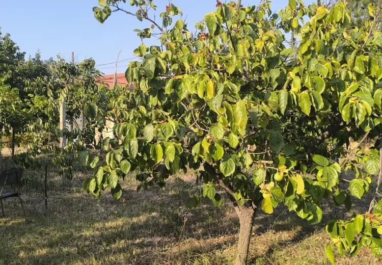2 sot Torpaq Satılır, Goradil, Abşeron