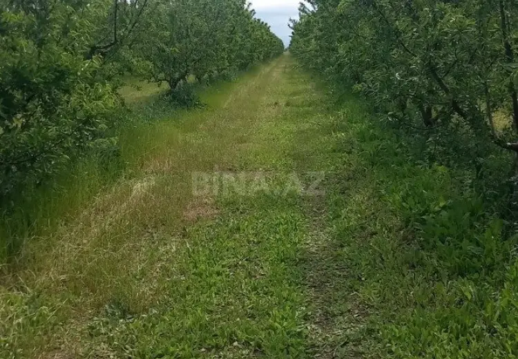 1200 sot Torpaq Satılır, İsmayıllı