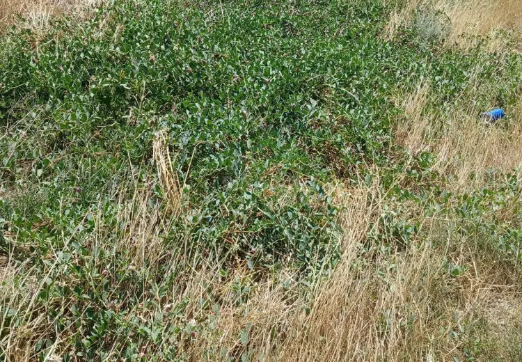 3 sot Torpaq Satılır, Badamdar qəs., Səbail, Bakı