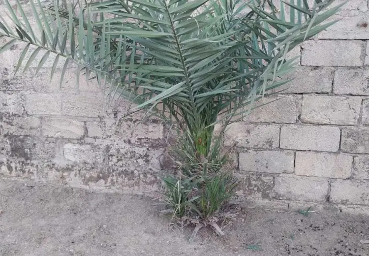 7 sot Torpaq Satılır, Buzovna, Xəzər, Bakı