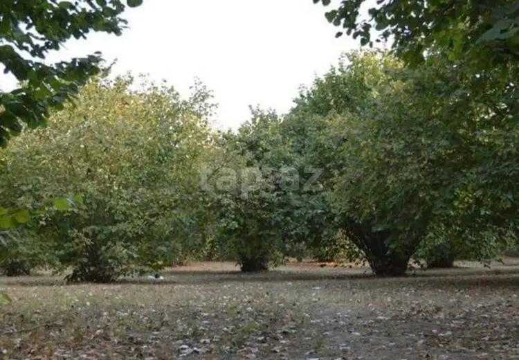 0 m² Obyekt / Ofis , Oğuz