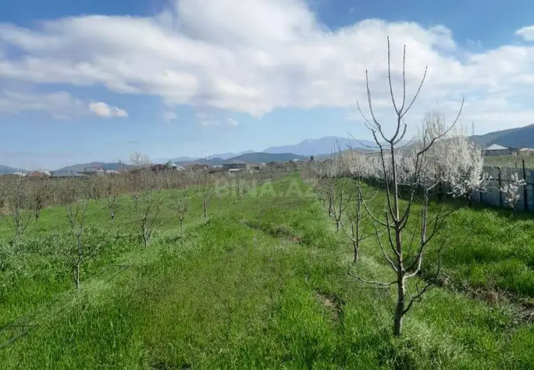 126 sot Torpaq Satılır, Quba