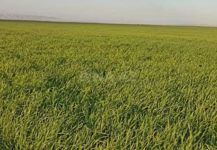 2100 sot Torpaq Satılır, Goranboy