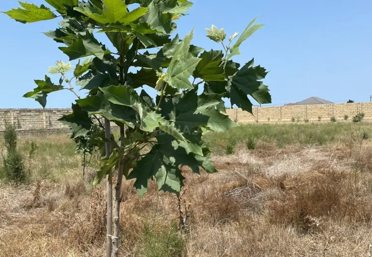 12 sot Torpaq Satılır, Nardaran qəs., Sabunçu, Bakı
