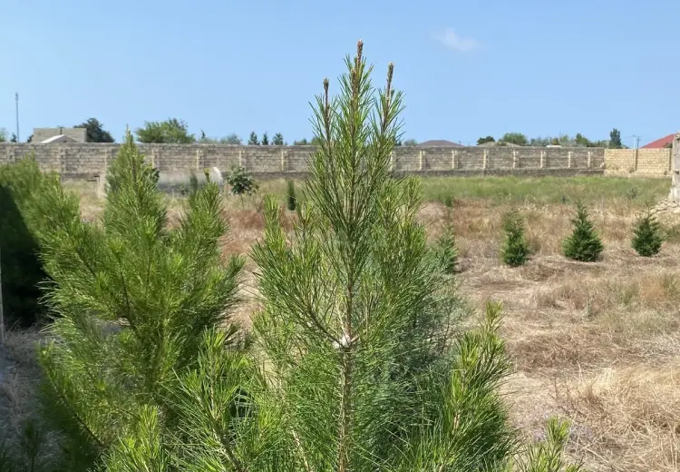 12 sot Torpaq Satılır, Nardaran qəs., Sabunçu, Bakı