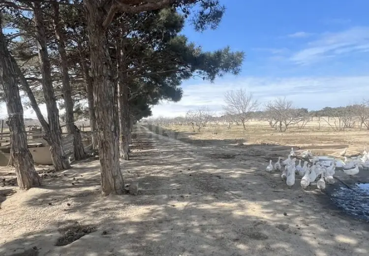 450 sot Torpaq Satılır, Ramana qəs., Sabunçu, Bakı