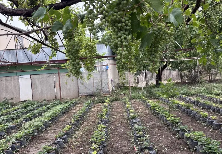 8 otaqlı mənzil , Şəmkir