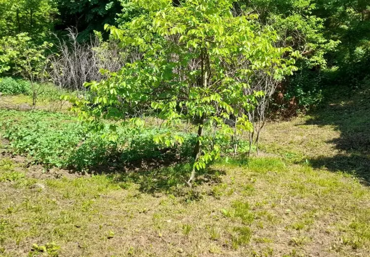 0 m² Obyekt / Ofis , Zaqatala