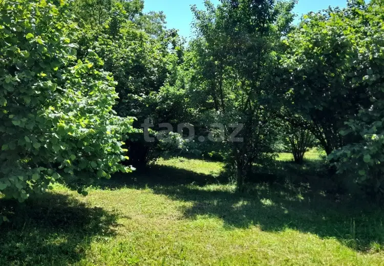 0 m² Obyekt / Ofis , Zaqatala