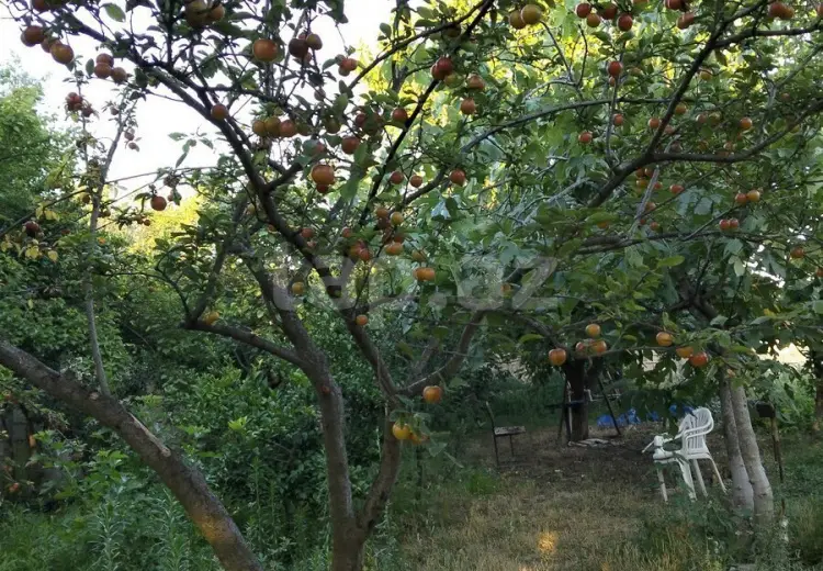 5 otaqlı mənzil , Sumqayıt