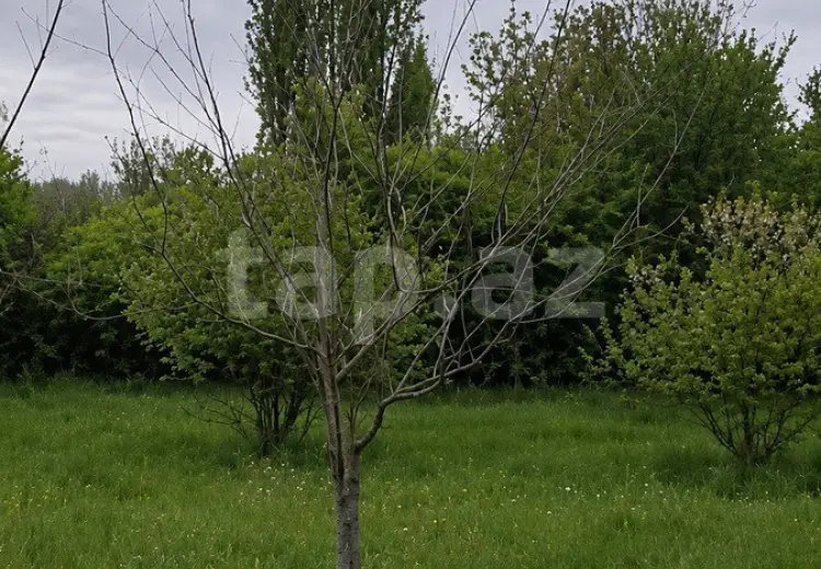 0 m² Obyekt / Ofis , İsmayıllı