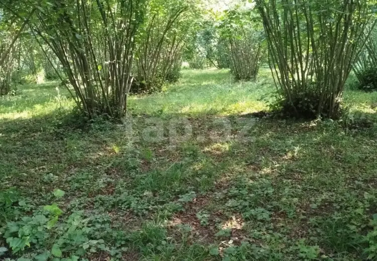 0 m² Obyekt / Ofis , Qəbələ
