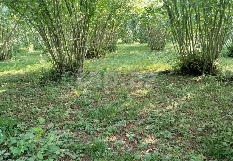 0 m² Obyekt / Ofis , Qəbələ