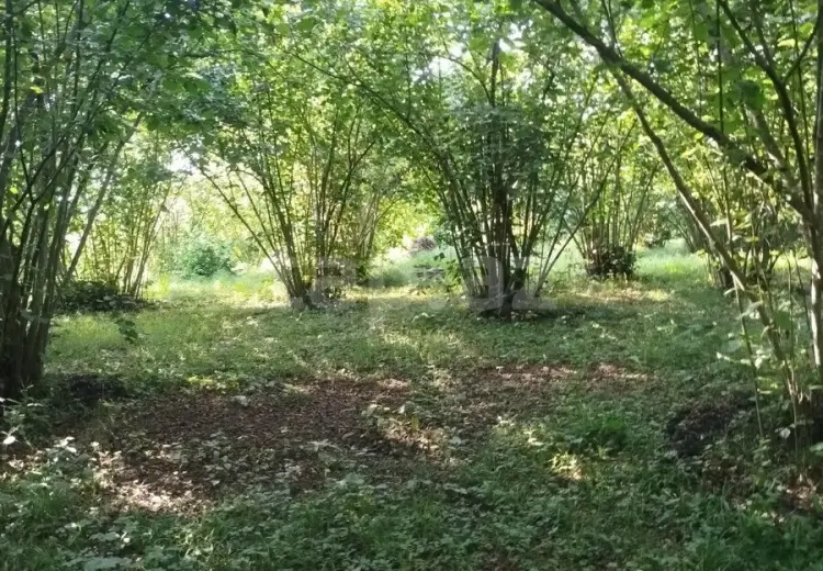 0 m² Obyekt / Ofis , Qəbələ