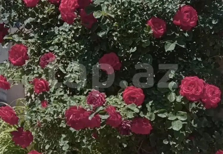 3 otaqlı mənzil , Naxçıvan MR