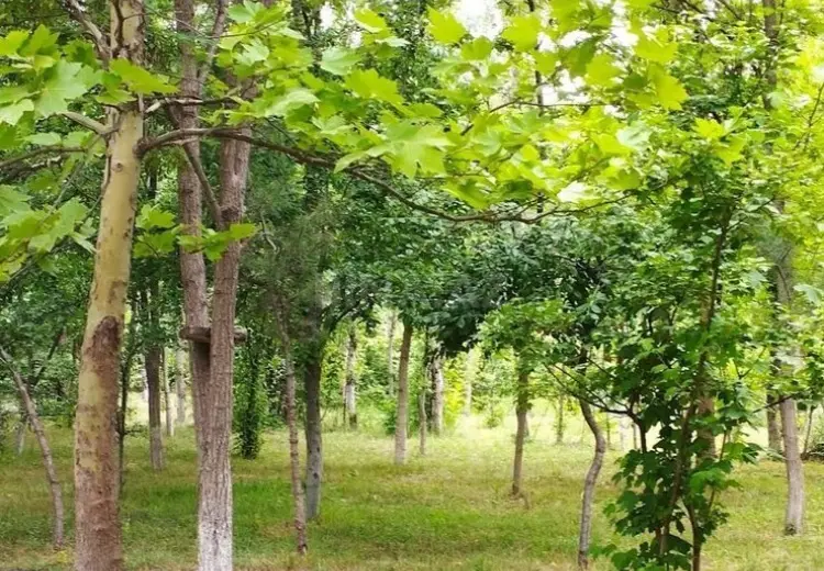 260 sot Torpaq Satılır, Qusar
