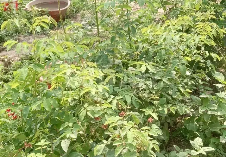 4 otaqlı mənzil , Quba