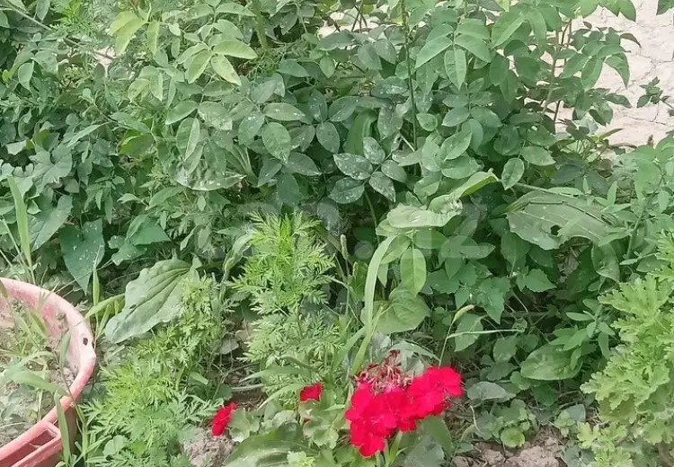 4 otaqlı mənzil , Quba