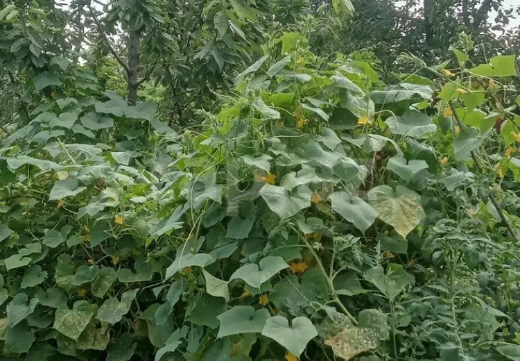 4 otaqlı mənzil , Quba
