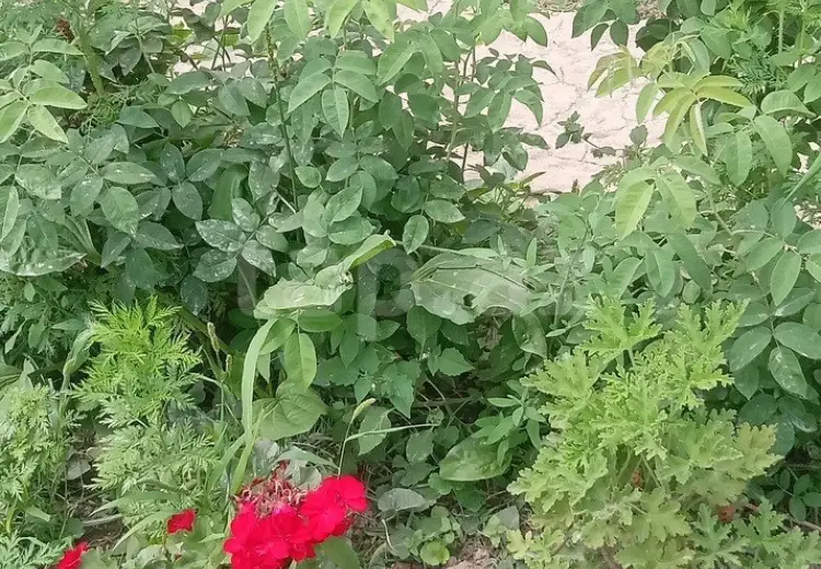 4 otaqlı mənzil , Quba