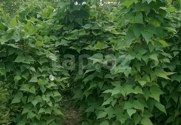 4 otaqlı mənzil , Quba