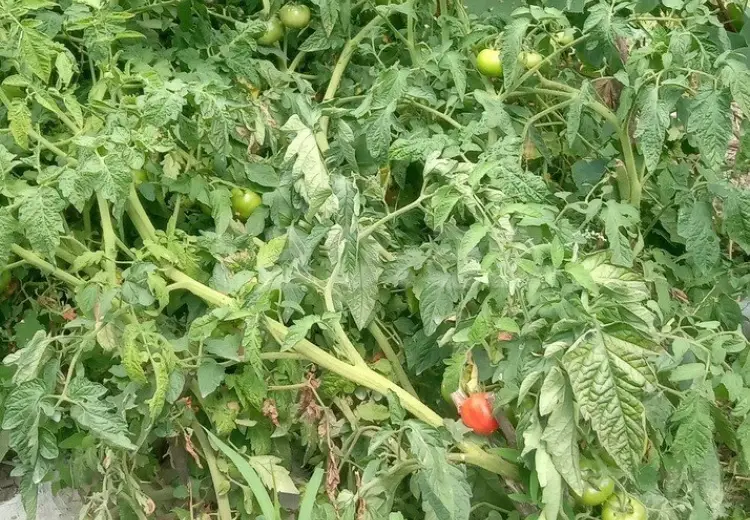 4 otaqlı mənzil , Quba