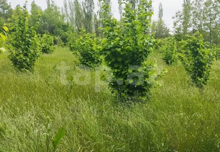 0 m² Obyekt / Ofis , Xudat