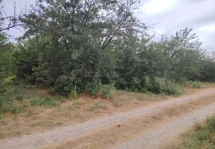76 sot Torpaq Satılır, Quba