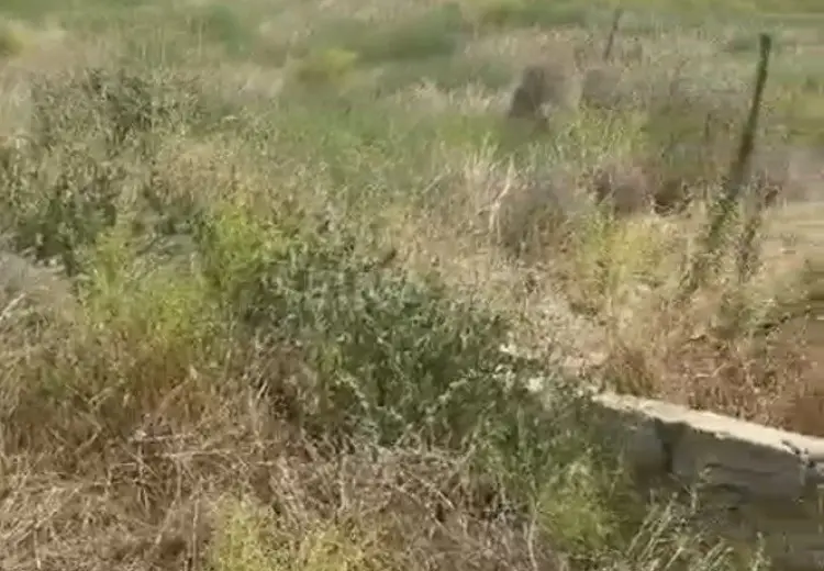 12 sot Torpaq Satılır, Nardaran qəs., Sabunçu, Bakı
