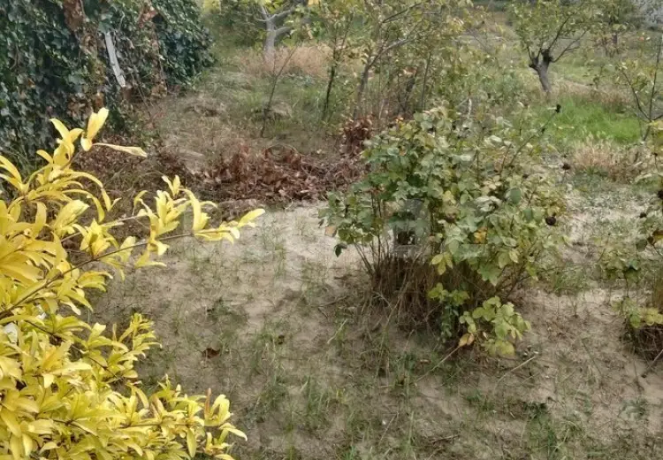 0 m² Obyekt / Ofis , Saray, Abşeron