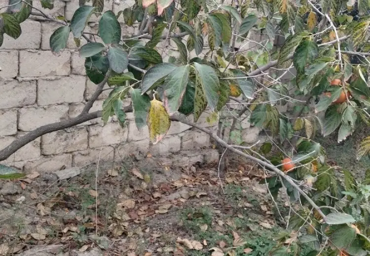 0 m² Obyekt / Ofis , Saray, Abşeron