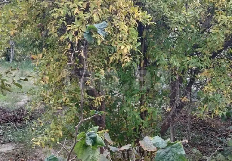 0 m² Obyekt / Ofis , Saray, Abşeron