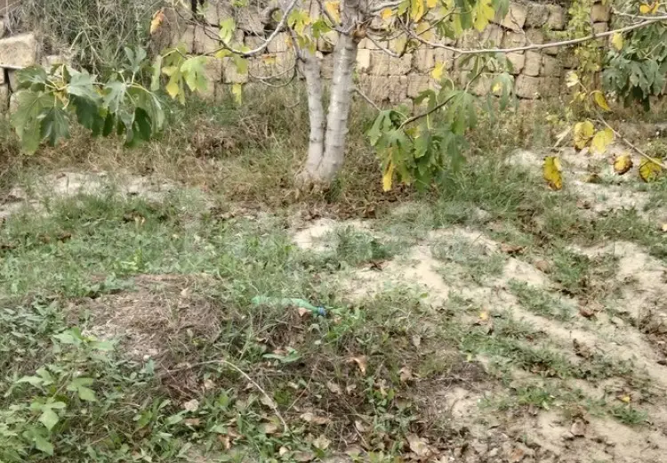 0 m² Obyekt / Ofis , Saray, Abşeron