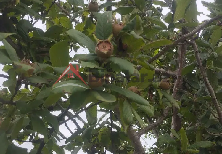 157 sot Torpaq Satılır, Xaçmaz