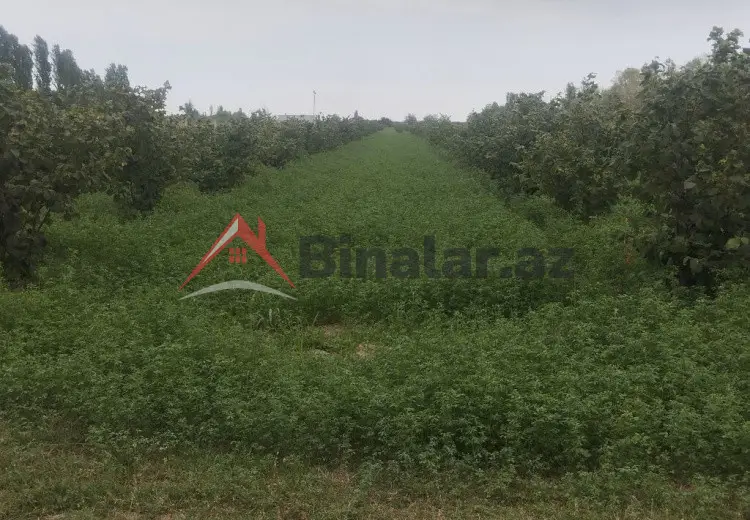 157 sot Torpaq Satılır, Xaçmaz