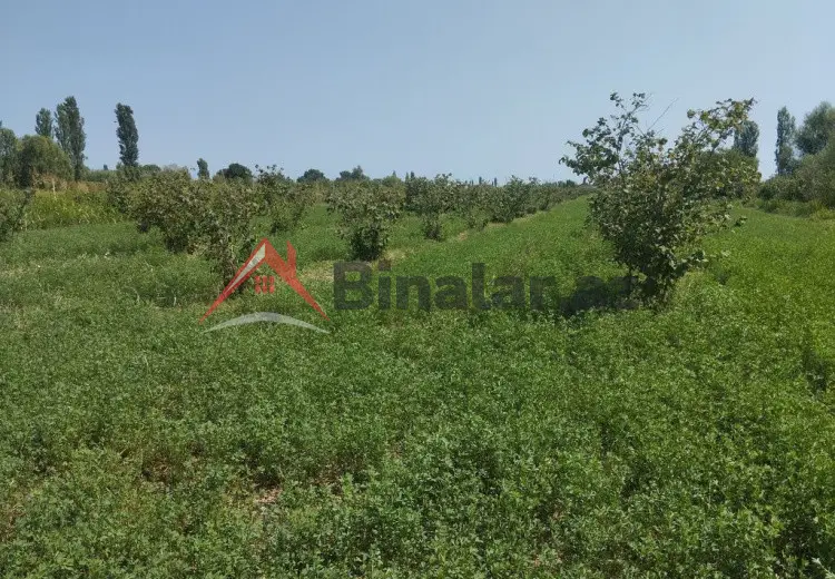 157 sot Torpaq Satılır, Xaçmaz