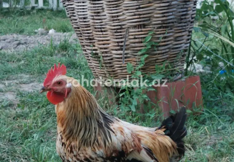 3 otaqlı mənzil Satılır, Qusar
